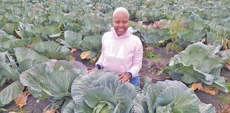 Cabbage farmer Koketso Baloyi Mofokeng