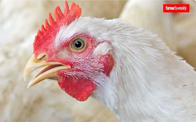 SAPA addresses Bird Flu outbreaks, eggs & chicken meat shortages