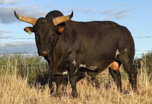 nguni bull sold for a record price.