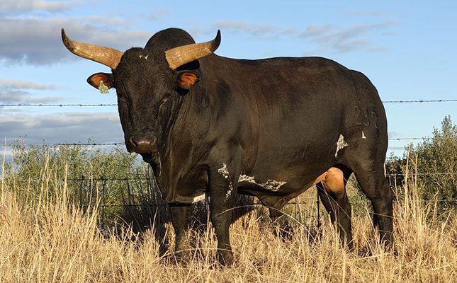 World-record price for SA Nguni bull