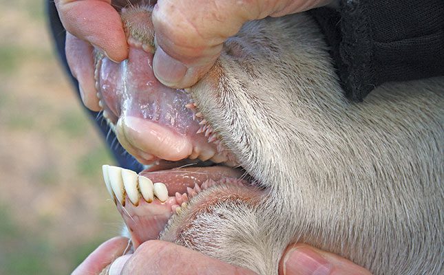 Sheep production: Why healthy teeth mean healthy profits