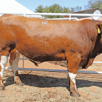 Skilderkrans-simmentaler-stud