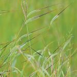 Spear grass (Heteropogon contortus, steekgras).