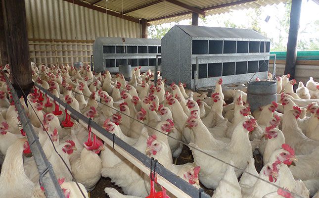 Government will not compensate poultry farmers for losses
