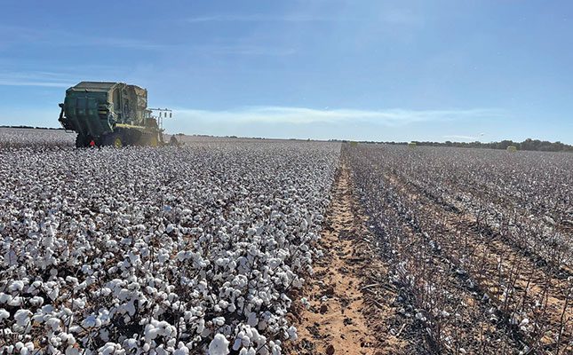 Cotton, the ‘white gold’ of dryland crop production in SA