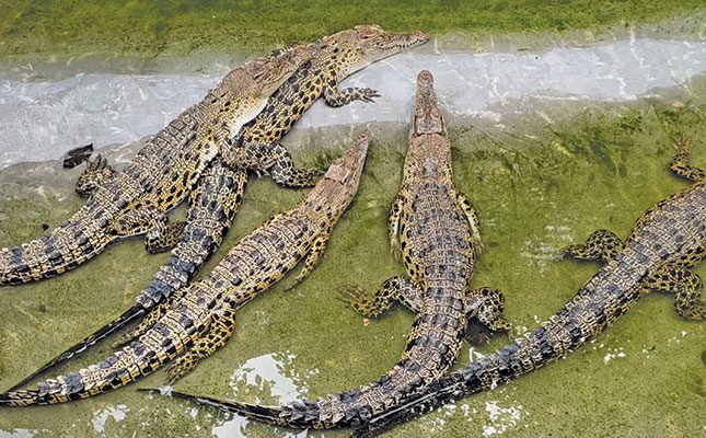 Could reptiles fill the food supply gaps?