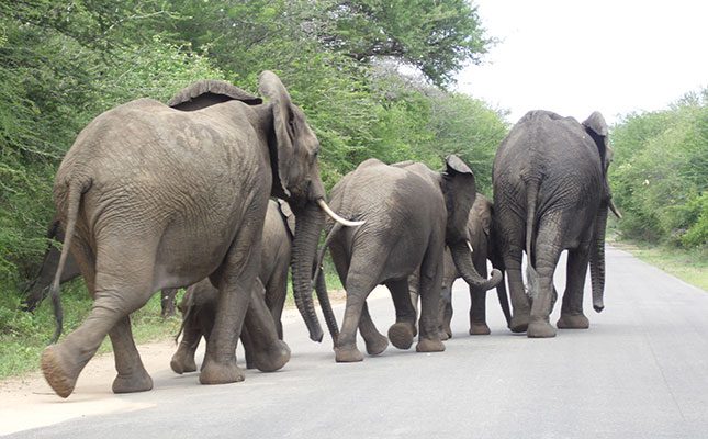 Scientists shed light on cause of mass elephant deaths