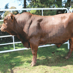 The bull CCV 21 0059 achieved the highest price of the day of R110 000