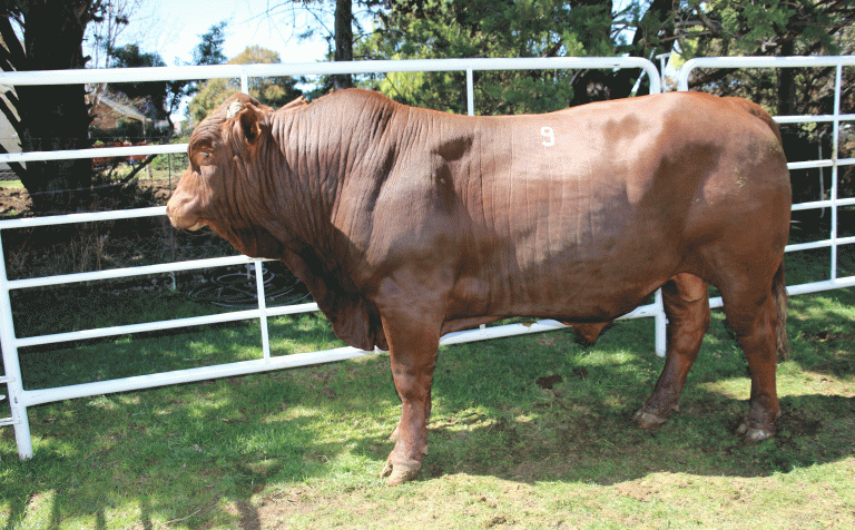 Hencil Bonsmara Stud Production Sale Hencil Bonsmara Stud Production Sale