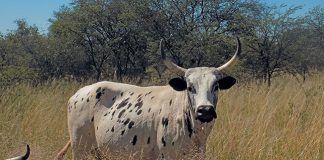 nguni cattle breed