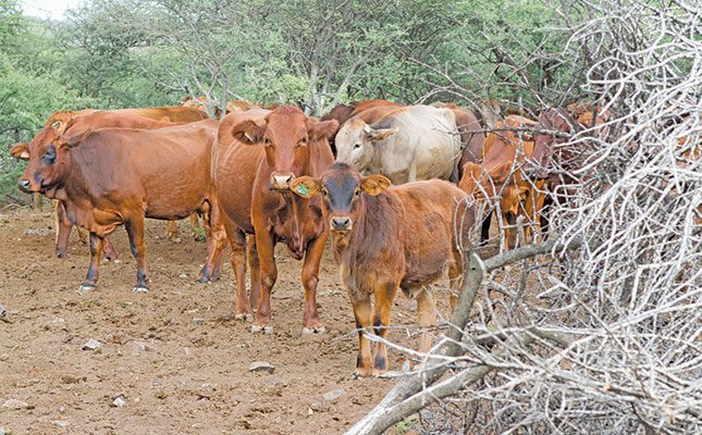 Diagnosis and treatment of the main livestock diseases