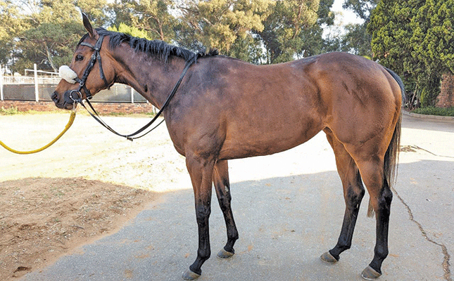 Bloodstock SA’s Online October Auction