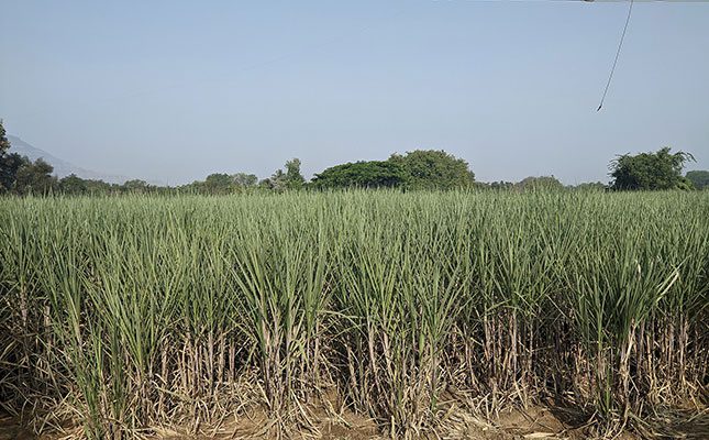Dry weather puts serious strain on global sugar reserves
