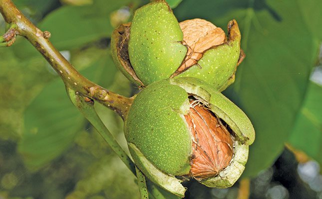 Walnuts: a rising star in SA’s nut basket