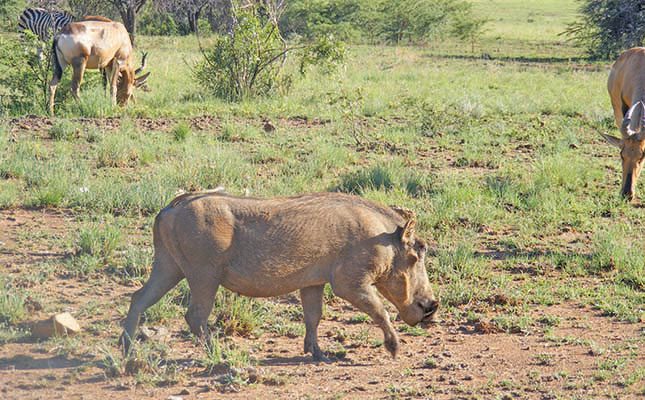 More warthogs must be culled, say sheep farmers
