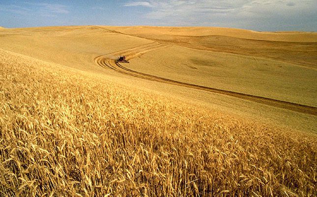 US wheat exports reach 52-year low in November