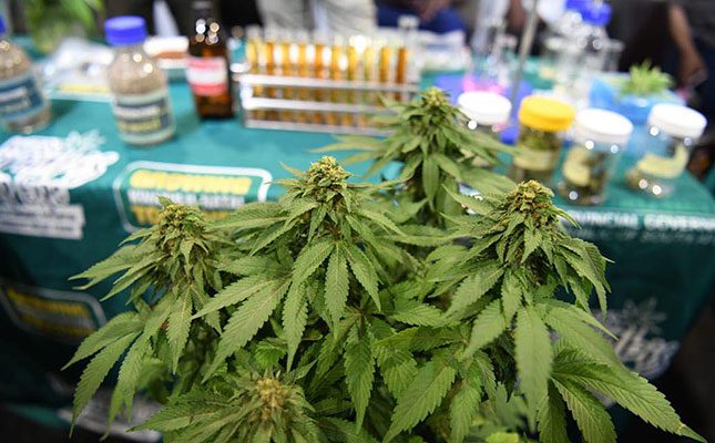 Many KZN farmers receive permits to cultivate cannabis