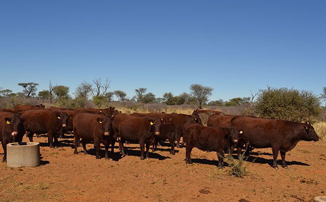Namibian livestock producers propose Meatco split