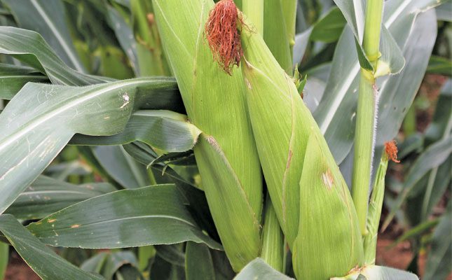 Good maize season for Zambia despite challenges