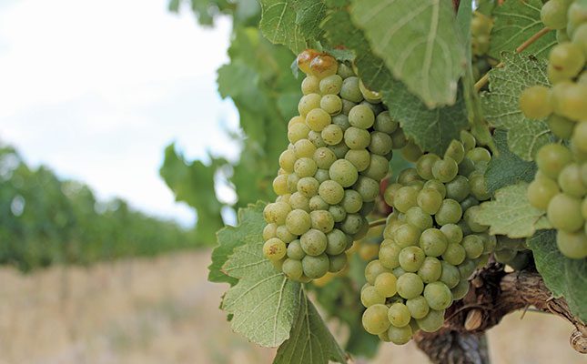 Farmers optimistic about wine grape harvest