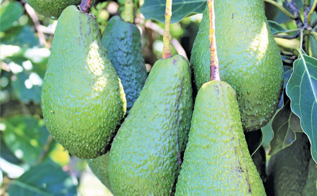 Focused pricing for avocados will sustain the industry
