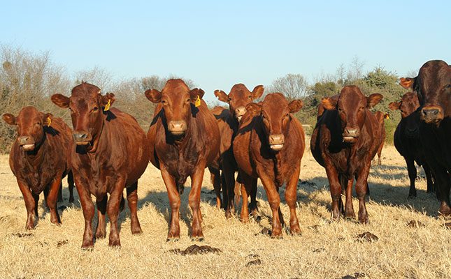 Namibia’s livestock industry excelled in third quarter of 2023
