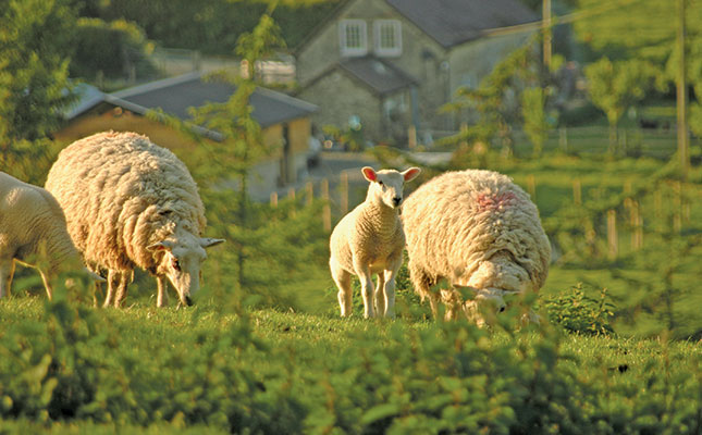 The riskiest periods for sheep producers