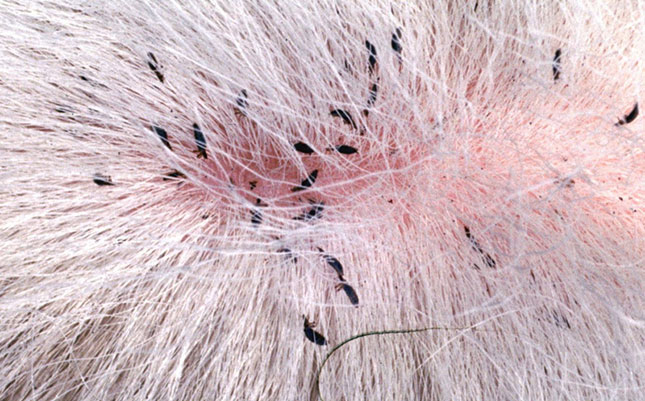 Lice in livestock: the signs and the treatment