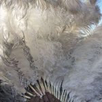 Quality feathers give Oudtshoorn ostrich farmer the edge