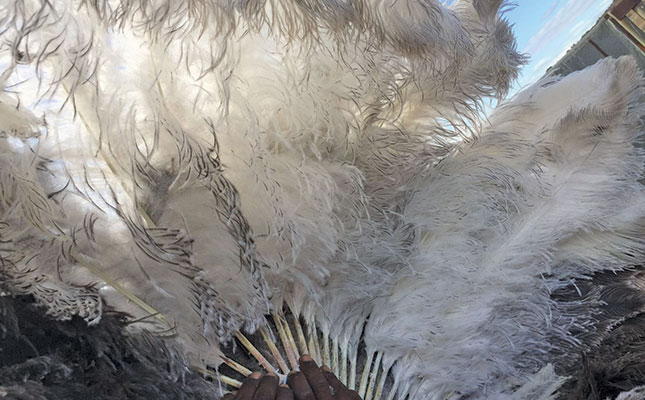 Quality feathers give Oudtshoorn ostrich farmer the edge