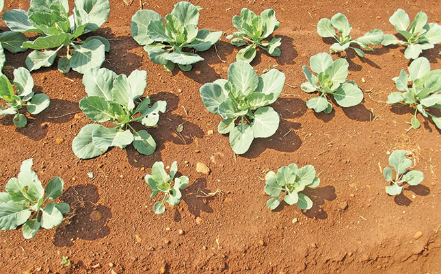 The critical element that determines cabbage yield