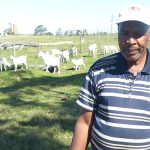 White Savanna goats add meat to beef enterprise