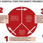 Figure 1: essential steps for genetic progress