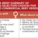 Table 1: A brief summary of breeding selection choices for stud and commercial beef herds