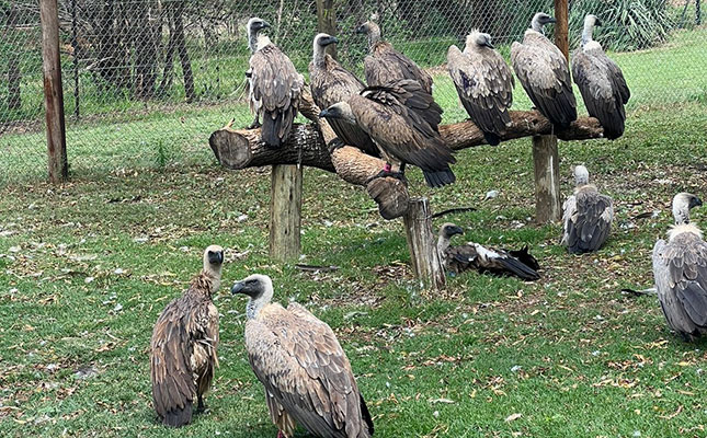 Largest vulture relocation ever well on track