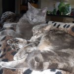 Whiskers & Kittennunu