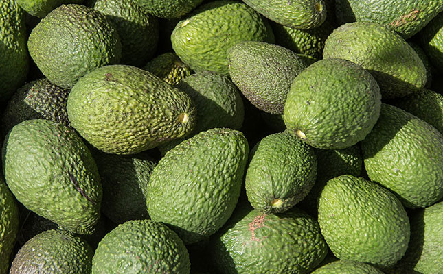 South African avocados head for Japan