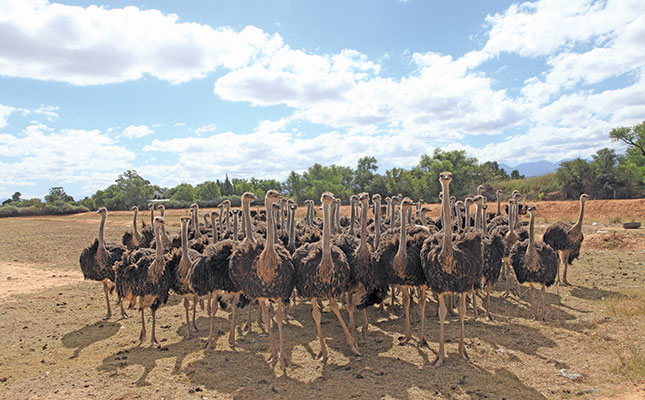 Ostrich production enters better times