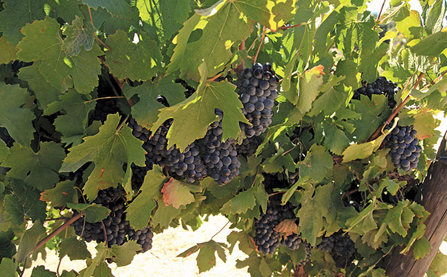Wine exports grow in value despite challenges