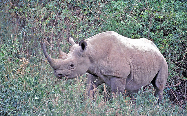 Kenya’s black rhino numbers quadruple since 1984