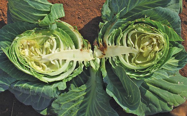 Some physiological disorders of cabbages