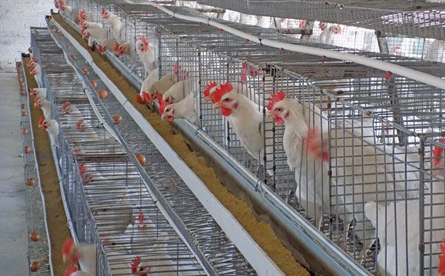 Poultry market inquiry unnecessary, says SAPA