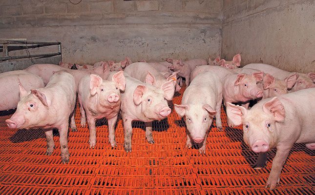 Basic vaccination and health protocols for pigs