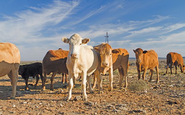 Study sheds light on global risk of heat stress to cattle