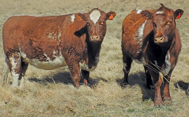 The oldest SA Beef Shorthorn herd excels in the coldest place
