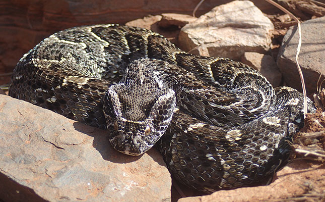 Research on puff adders reveals reptiles’ adjustment to climate change