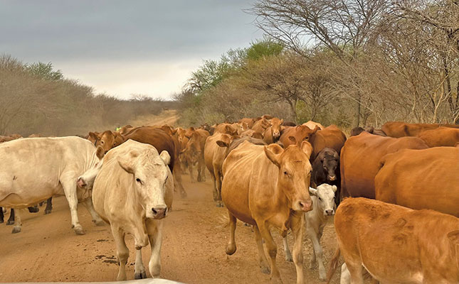 Tuli cattle, Zimbabwe