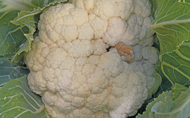 Be aware of cauliflower’s special requirements