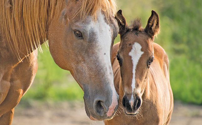 Global warming and heat stress in horses