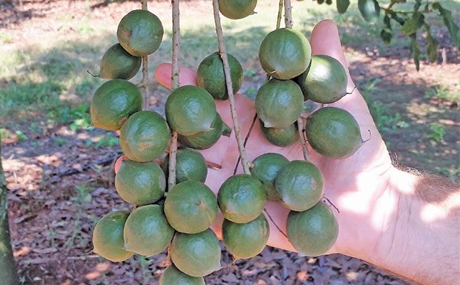 Macadamias are on the mend